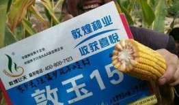 敦煌种业最新爆料消息